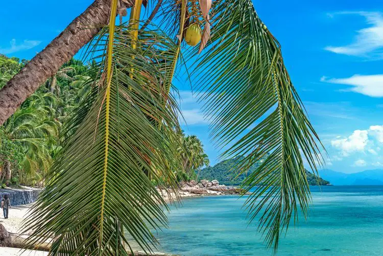 Palme am Taling Ngam Samui